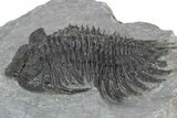 Spiny Delocare (Saharops) Trilobite - Bou Lachrhal, Morocco #241157-2